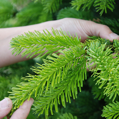 Julgranar & Pyntegrönt