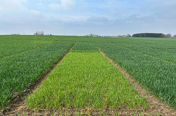 Fält Ängelholm v 17