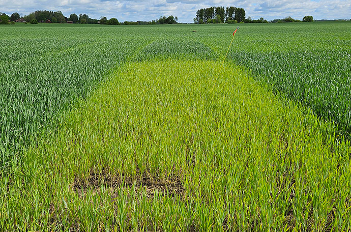 Fältet vecka 23 i Örebro