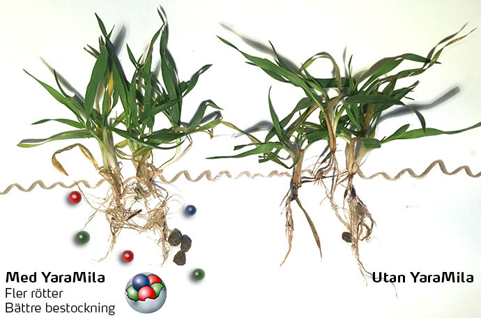 YaraMila i vårgrödor