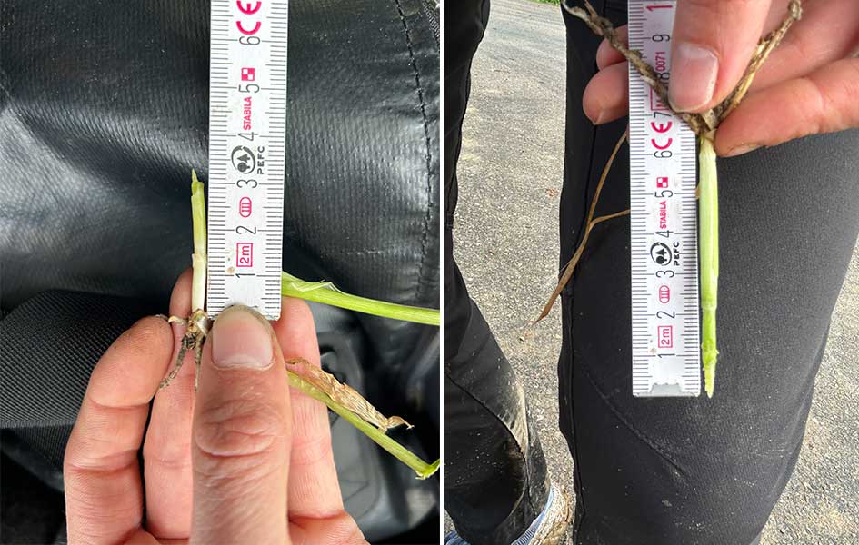 Nelly visar olika DC