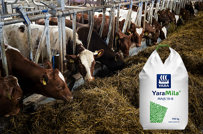 Kor som äter inne i ladugården