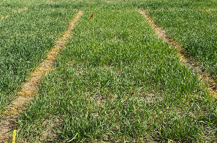 Fält Torslunda v 19