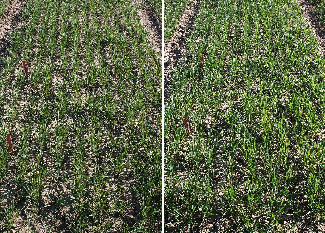 Höstvete artikel.JPG