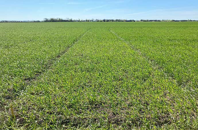 klockrike v 18 fält