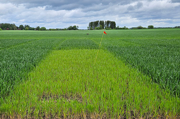 Fältet i Örebro vecka 22