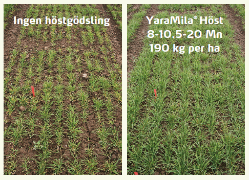 Skillnad mellan gödslat och ogödslat