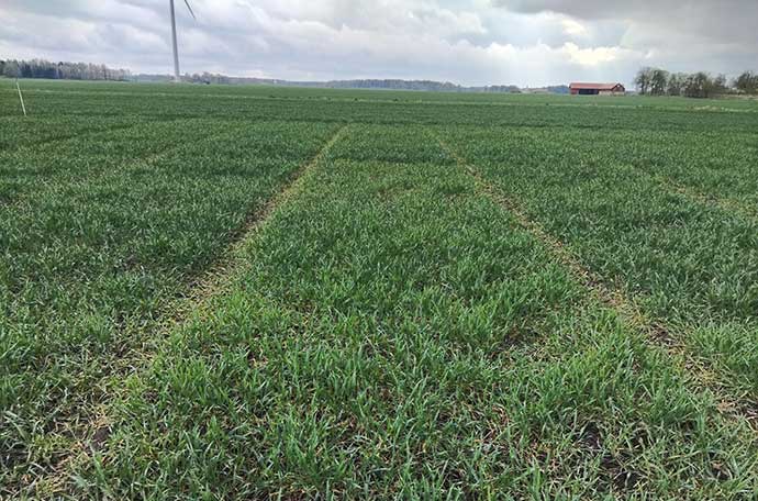 Fält Grästorp v 17