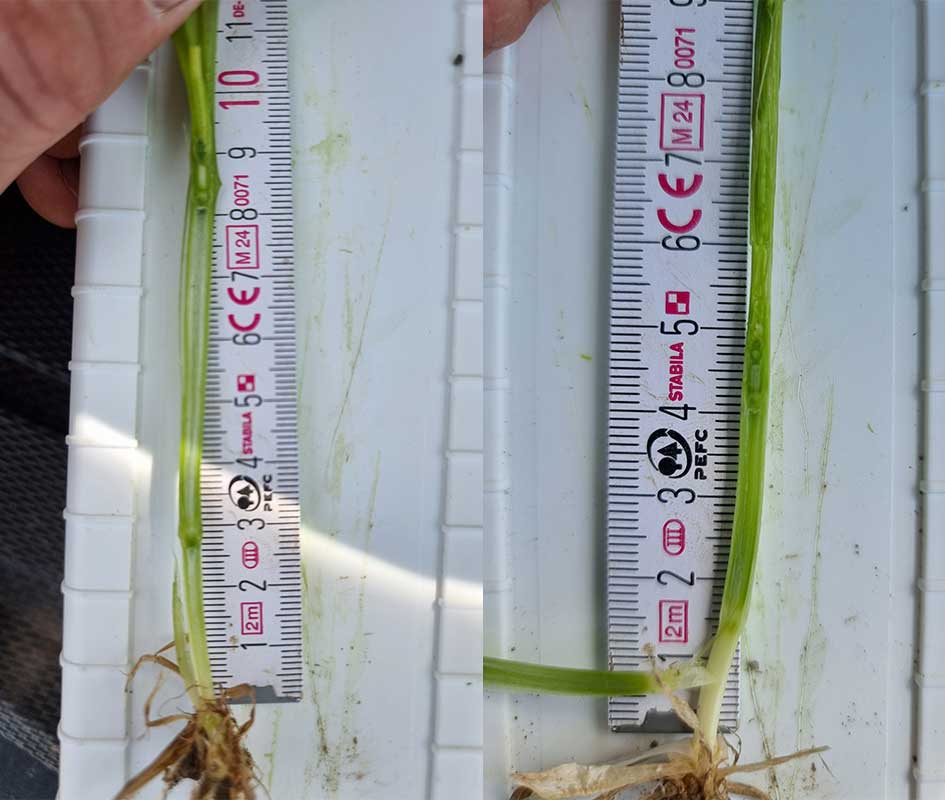 Bild som visar utvecklingsstadier