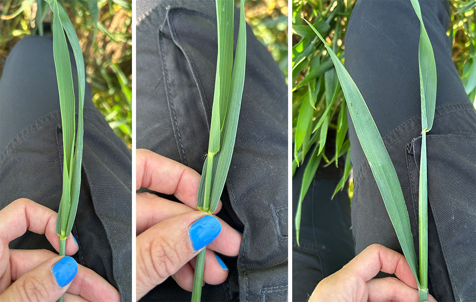 Utvecklingsstadier i SYD