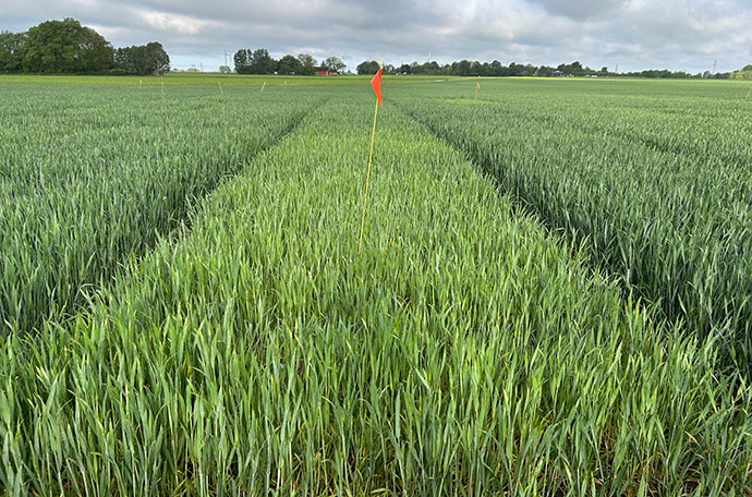 Fältet i Lund vecka 22