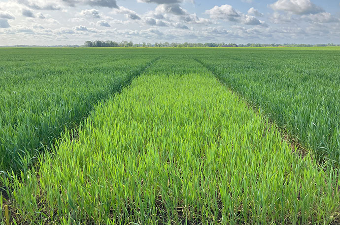 Fält klockrike vecka 23