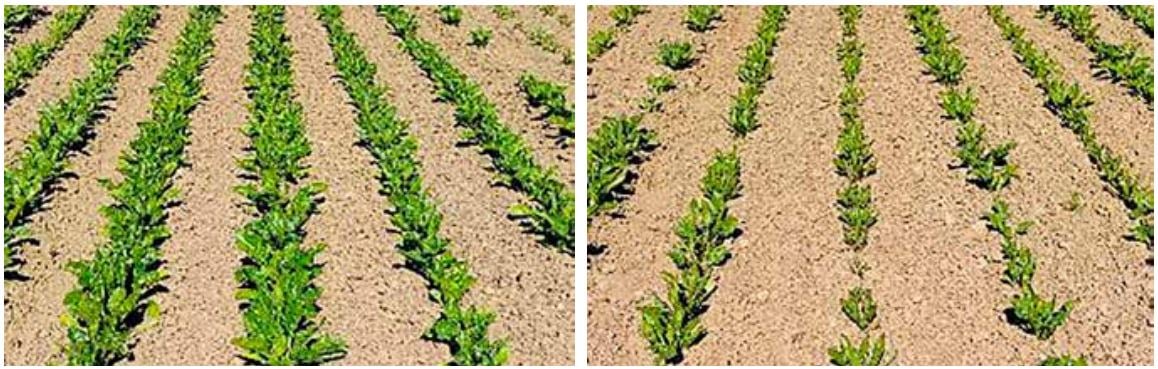 Jämförelsebild på betor