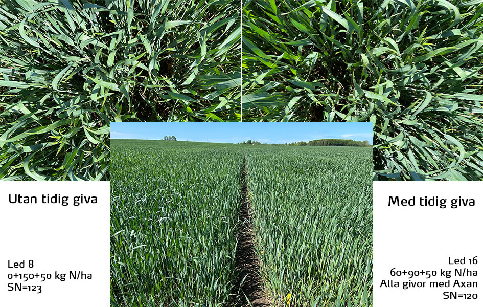 Fält i Ängelholm vecka 22
