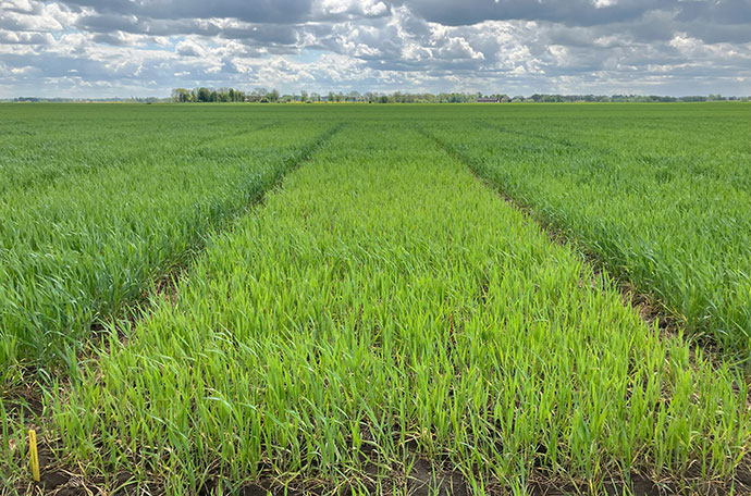 Fält vecka 22 i Klockrike