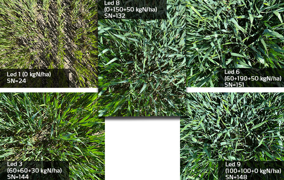 Fält i Ängelholm vecka 21