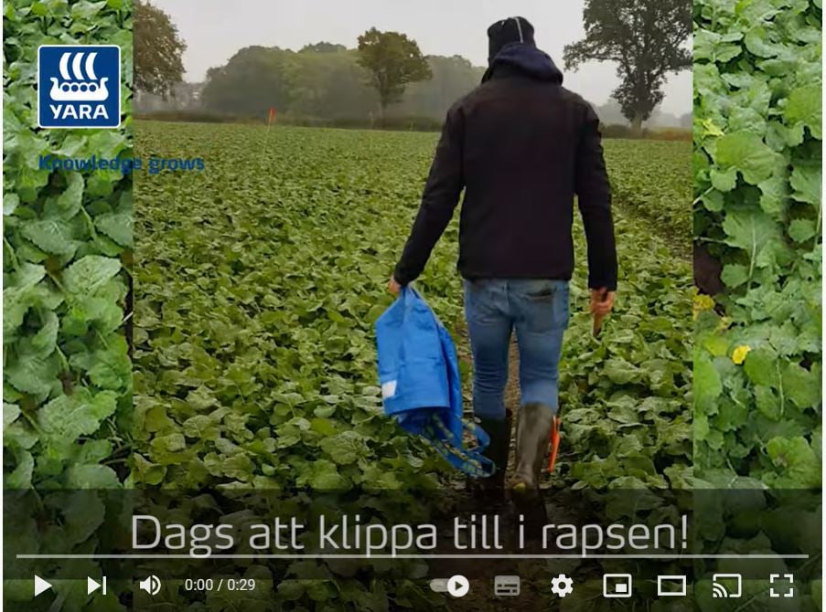 Hugo klipper höstraps