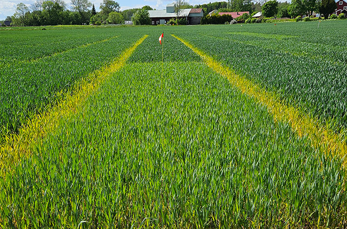 Fältet vecka 23 i Västerås