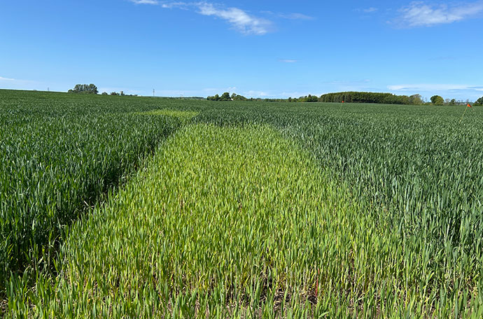 Fältet Ängelholm vecka 22