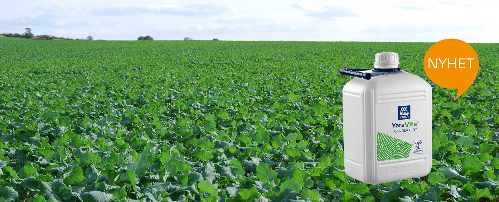 Canola Biol i fält