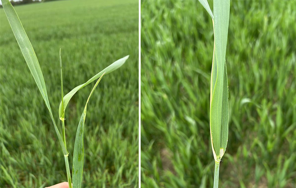 Visar stadium 37 och 39