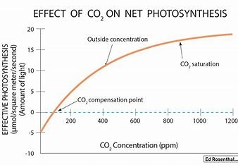 Diagram över fotosyntesen